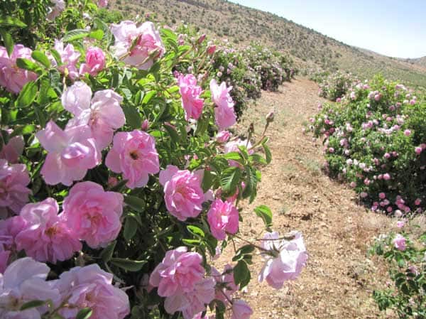 تصویر 4 از گل محمدی گلخانه ای با شکوفه های خوشبو و رشد سریع در محیط کنترل شده